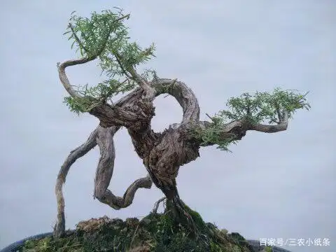 岗松:沉寂千年,近代才被开发,不起眼的植物,能否被人重视?