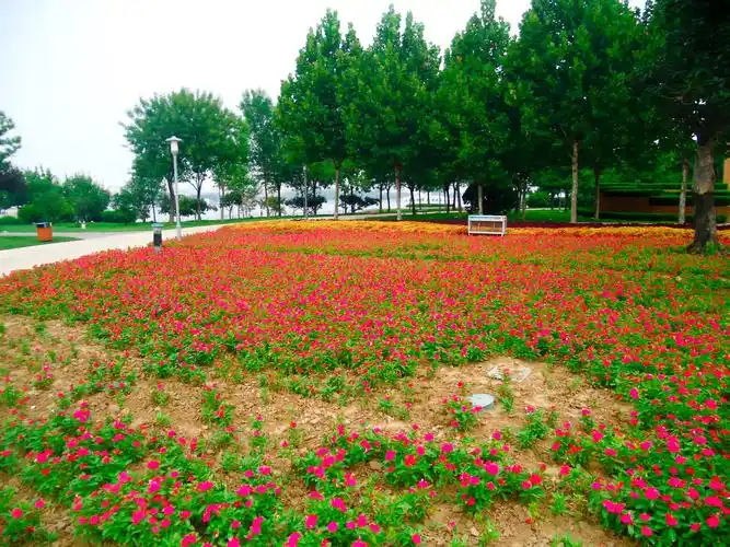 山东东营清风湖