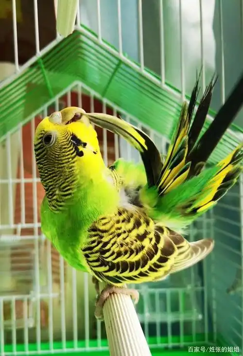 我捡回的那只虎皮鹦鹉,活了八个月,最终还是走了