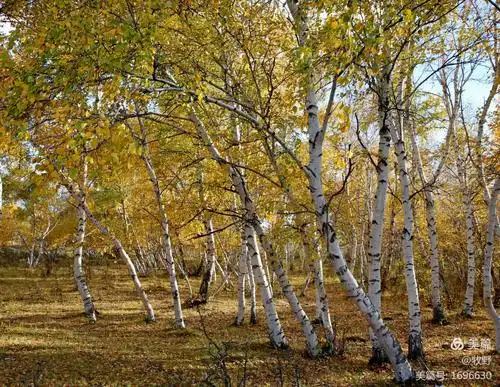 白桦林寻色(2018.中秋节)