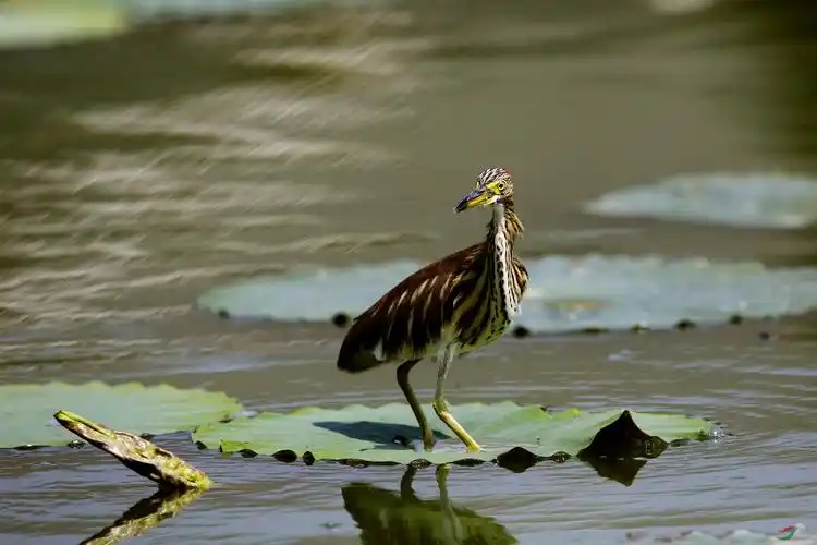 荷塘觅食的池鹭幼鸟