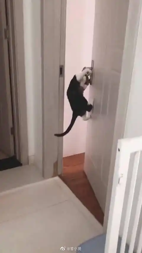 一只开门如行云流水般的猫咪,这动作,一看就是惯犯