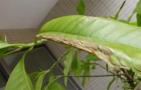 白玉兰的栽培方法和病害防治-种植技术-中国花木网