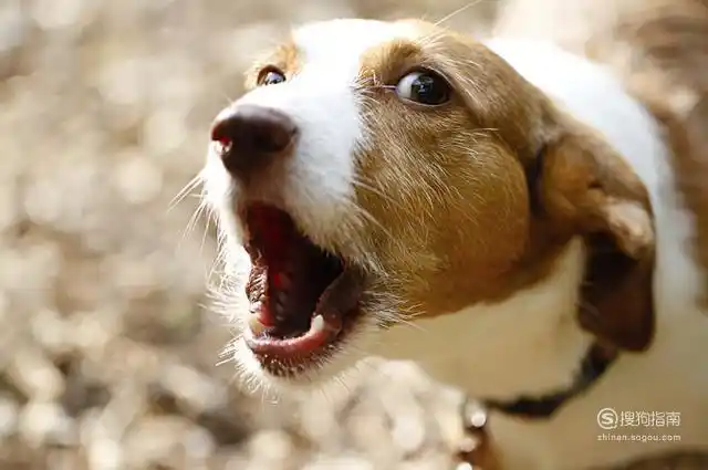 狗狗叫声有什么含义什么意思