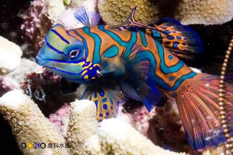 它是海里的小精灵,叫花斑连鳍,又叫五彩青蛙