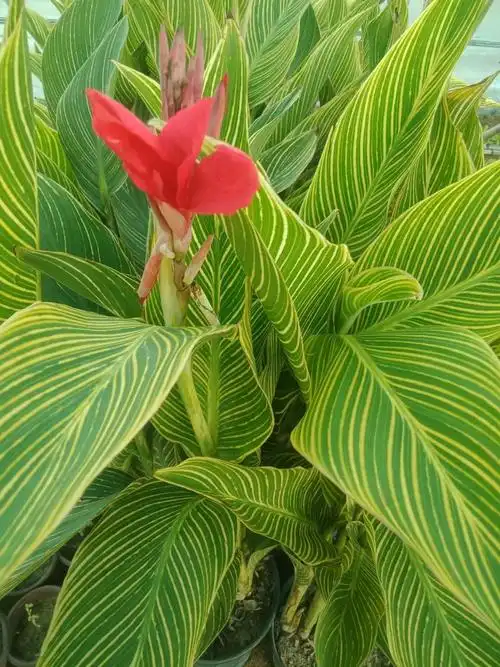 花叶美人蕉(花叶美人蕉耐寒吗?