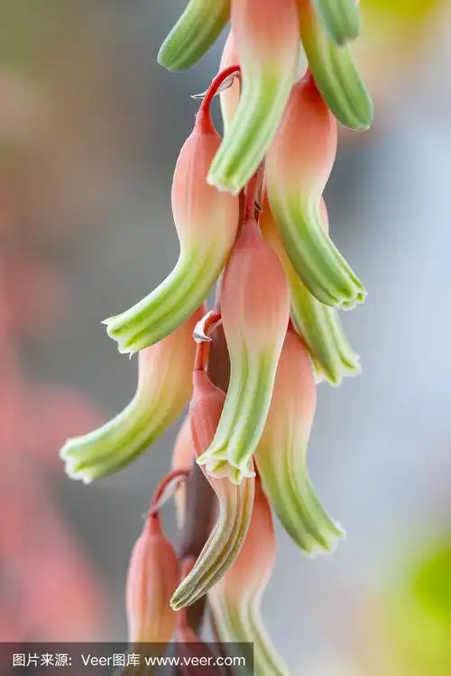 天麻在开花-花细节