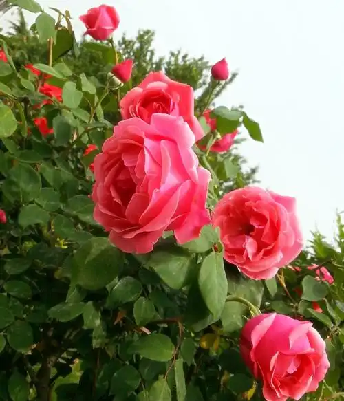 【图】月季花红真喜庆-蜂鸟摄影论坛