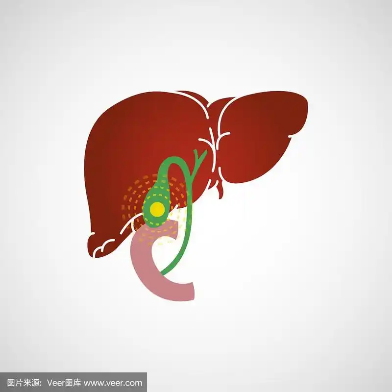 胆囊炎矢量图标说明