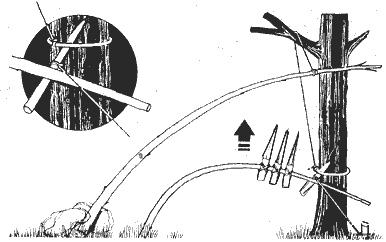 设捕猎陷阱和下套