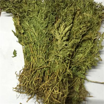 石上柏5斤包邮深绿卷柏地柏草地侧柏金龙草中草药材500g克