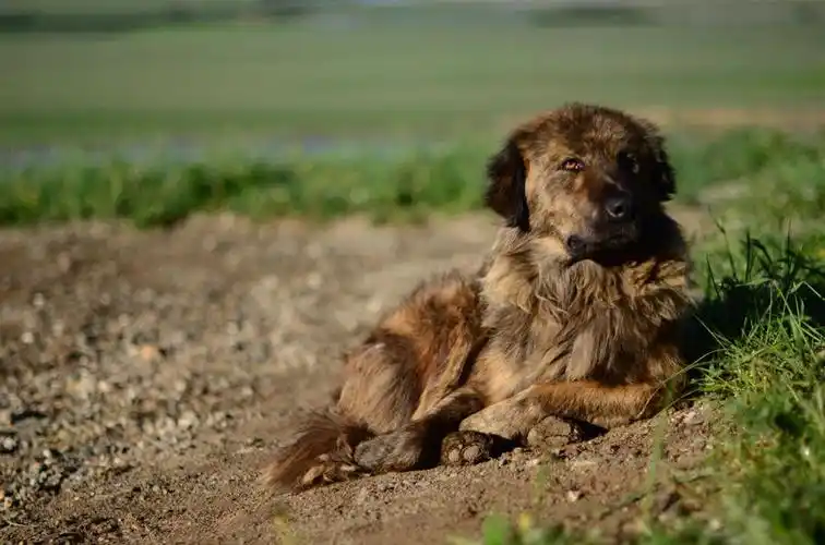 草原若尔盖野狗