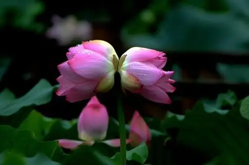 十大黑暗之花(彼岸花象征死亡黑百合代表诅咒和罪恶)-值得买