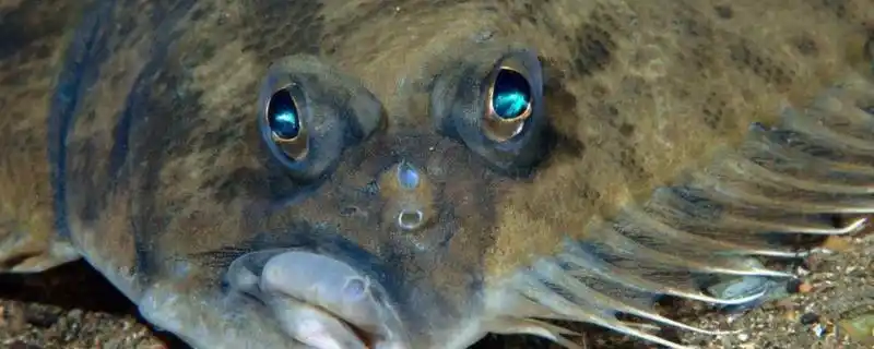 一面白一面黑的扁鱼是什么鱼