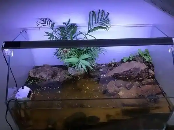 龟缸造景中的龟可以养吗(跟着水族圈来看龟龟造景)(80)