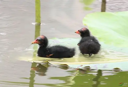 黑水鸡雏鸟