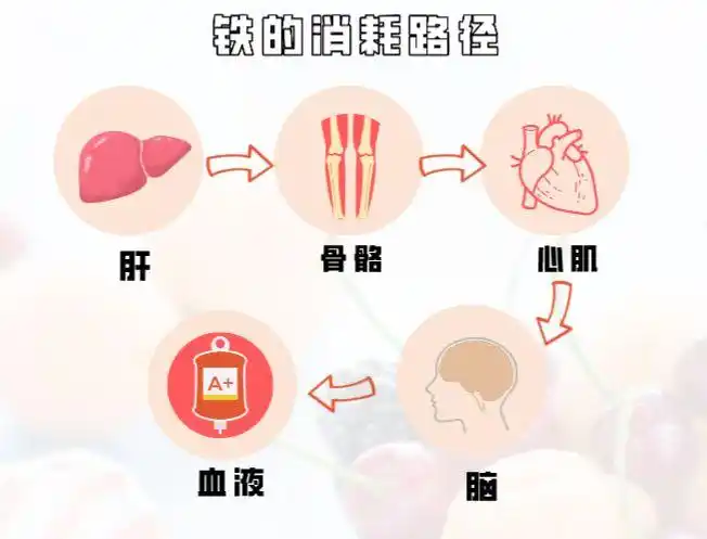 缺铁影响大脑发育?你不知道宝宝缺铁的n种危害!