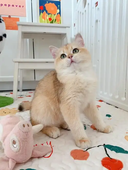 73金渐层12色短毛妹妹