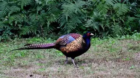 长尾巴彩色羽毛的公野鸡好漂亮,胆子真大,在草地上这么久