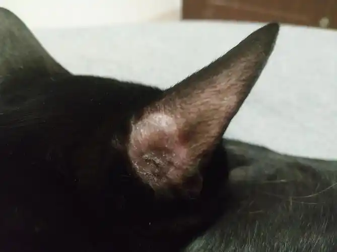 猫咪耳朵后面掉毛了?请问是猫癣吗?