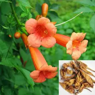 中药材凌霄花500克38元