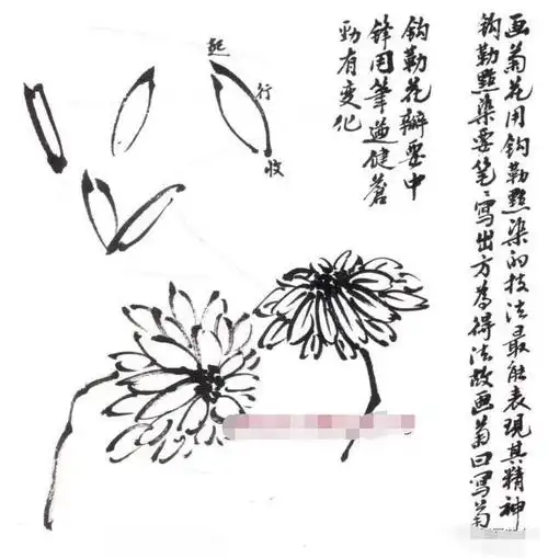 写意墨菊画法墨菊画花叶技法详解菊花的各种画法教程
