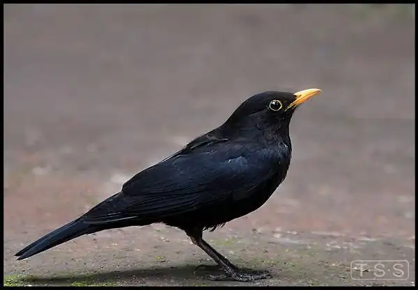 应该是乌鸫,乌鸫主要以昆虫和果实为食,你