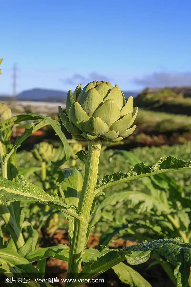 朝鲜蓟,植物,田地,洋蓟心,农业
