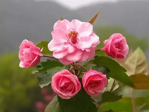 每日一花白兰地海棠叶片大如手掌花开深粉红色