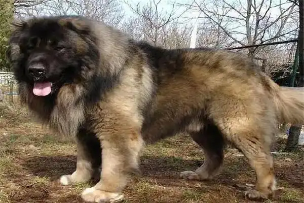 高加索犬多少钱一只?最低1500元一只(低于一千谨慎购买)