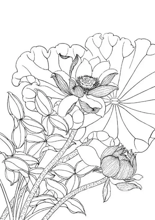素材| 一组工笔荷花线描稿36图