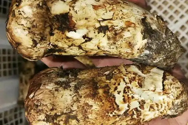 有些人舍不得扔了出现一点点变质的松茸,那么在食用这样的松茸后,有