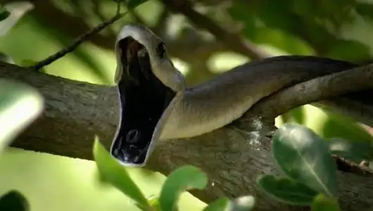 眼镜王蛇vs黑曼巴蛇