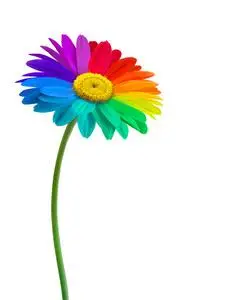 彩虹雏菊花背景.矢量照片