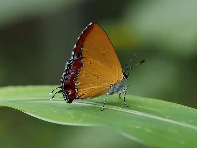 浓紫彩灰蝶(heliophorus ila)