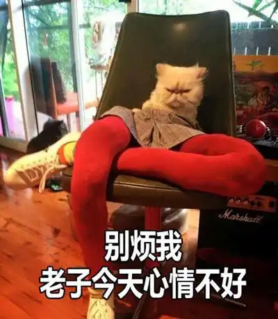 猫咪 大长腿 别烦我 老子今天 心情不好