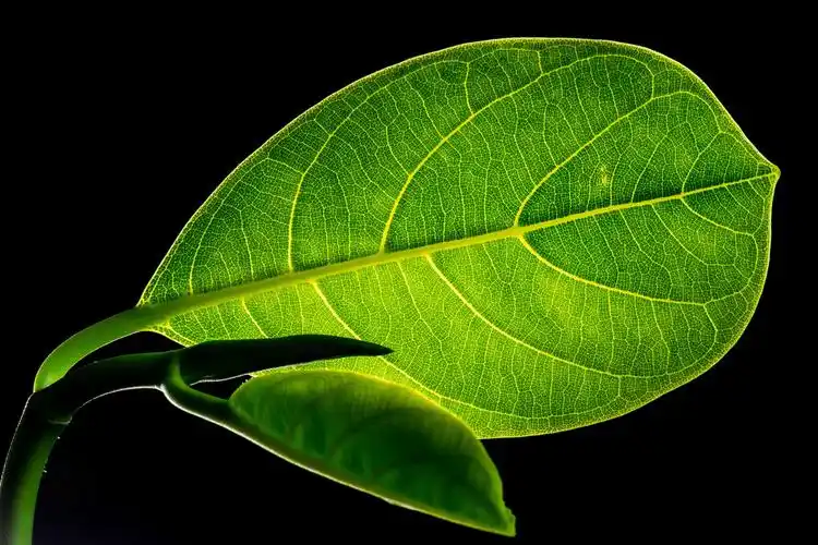电脑壁纸 花卉 植物 绿色的叶子