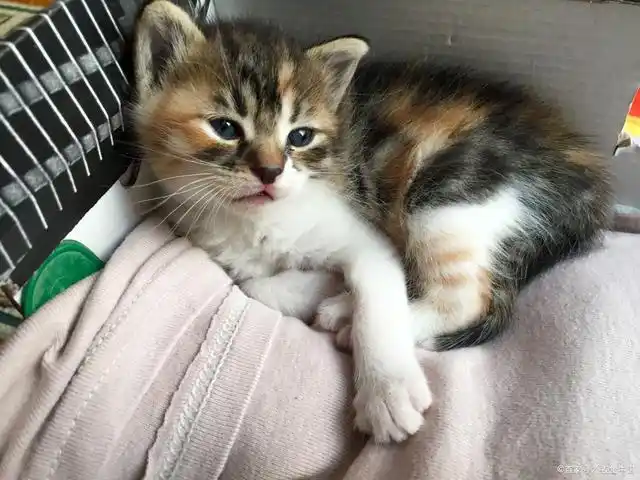 三花猫都是母猫吗