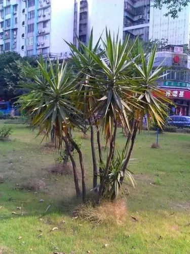 广东省广州市寺右新马路剑叶龙血树(学名:dracaena