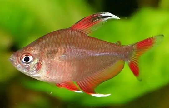 玫瑰鲫性情活泼好群不挑食,但有欺小之癖,不宜与其它鱼共养!