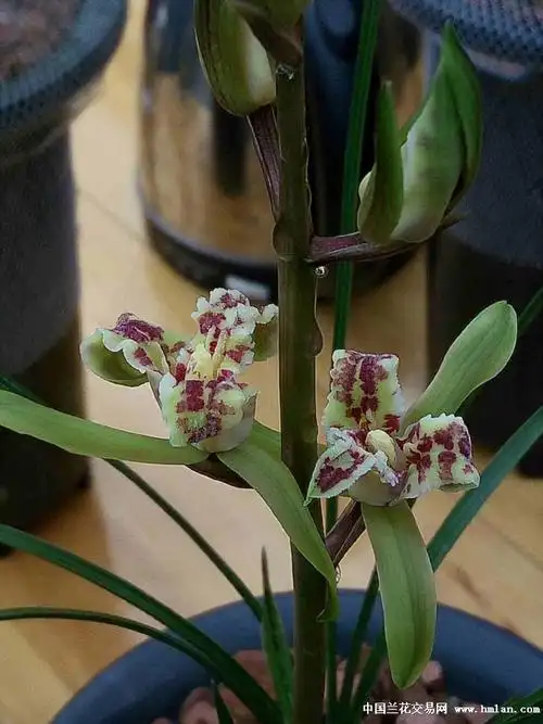 蕙兰的蝶草蝶花