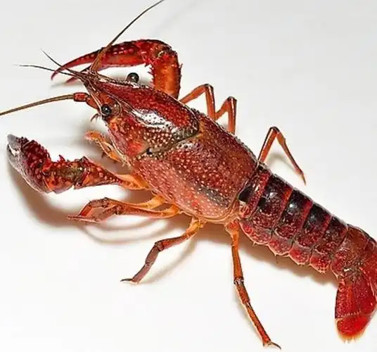 秸秆在腐烂过程中容易导致水质发红发黑,此水导致虾子产量低,规格小