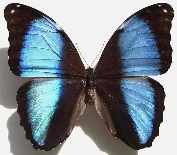 p>梦幻闪蝶(学名: i>morpho deidamia /i>):是昆虫纲,蛱蝶科的物种.