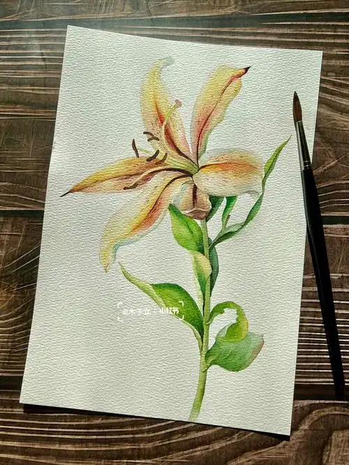 这个百合的颜色挺特别,一眼就爱上了原图来自这位大师插花作品#水彩