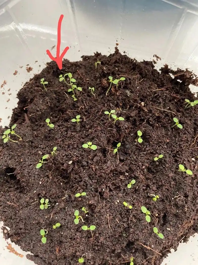 7 籽播草莓91发芽第20天 第二片真叶97欲发 图一,籽播草莓91