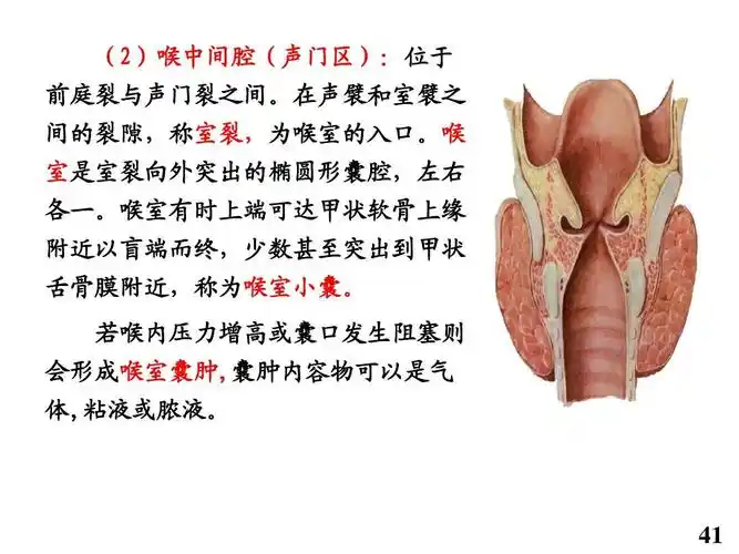 喉的应用解剖学ppt (2)喉中间腔(声门区):位于 前庭裂与声门裂之间