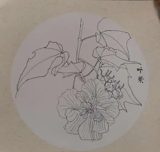 五年级国画白描课----芙蓉
