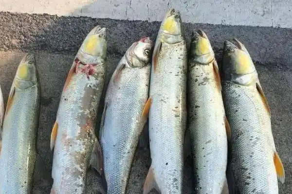 鳡鱼多少钱一斤鳡鱼价格4550元斤