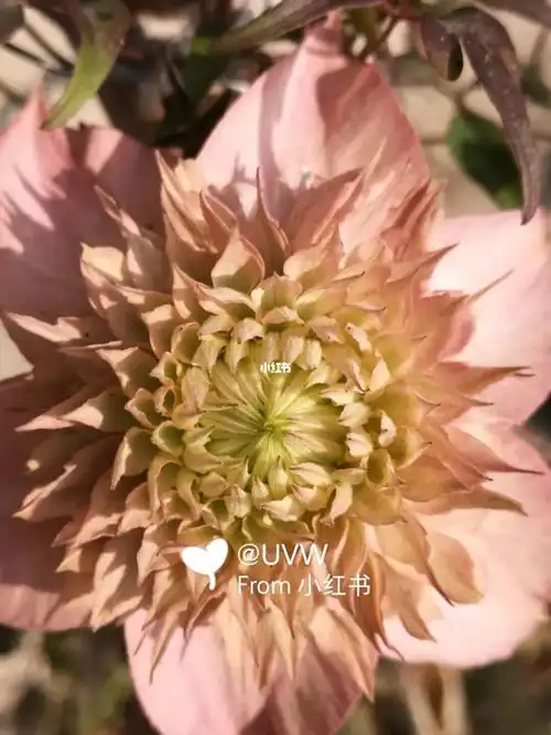 哈哈哈,不一样的紫子丸