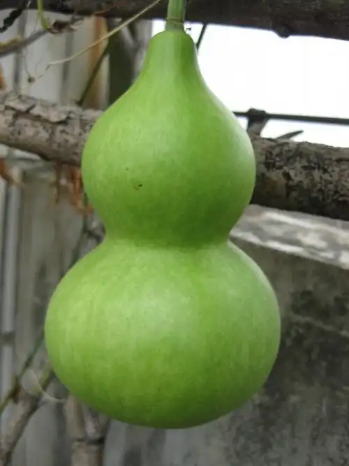 新鲜葫芦怎么处理成干葫芦